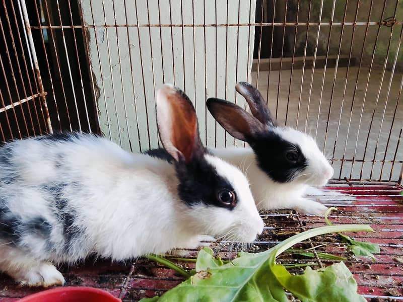 Rabbits 2