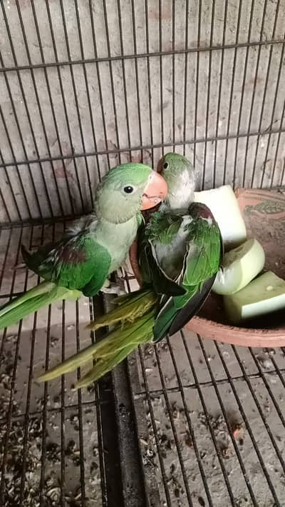 Raw parrot home breeding
