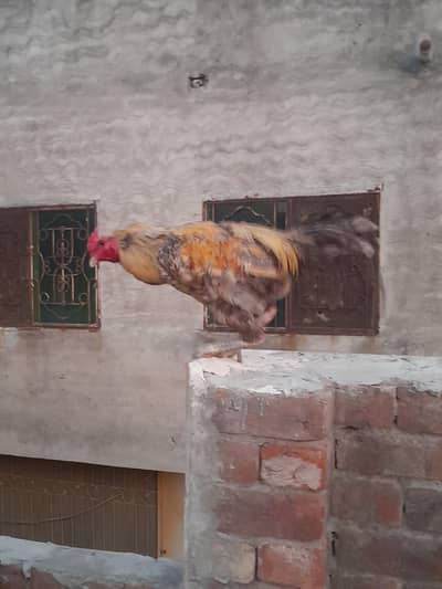 Aseel Murga
