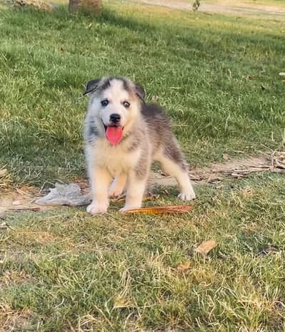 Pedigreed Blue Eyes Siberian Husky Male Pup