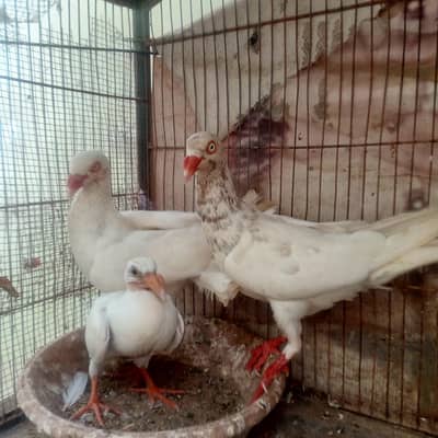 fancy pigeons for sale
