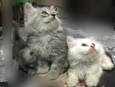 Persian kittins | Doble coat | Fluffy | Cat for sale