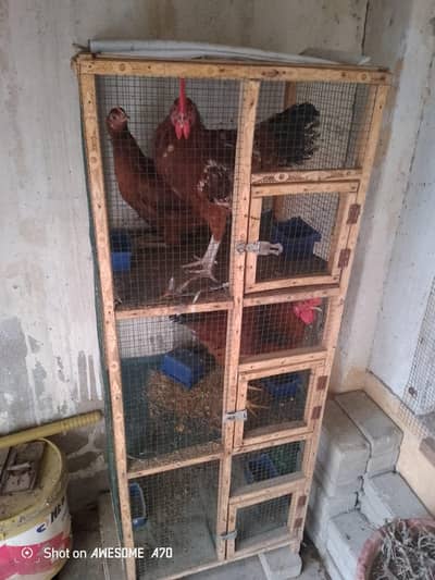 dasi murga murgi with 3 portion cage