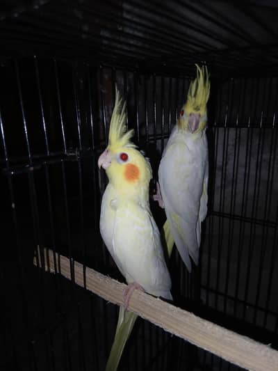 cockatiel common white red eyes pair