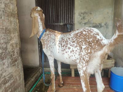 Makki cheeni bakri or 2pth