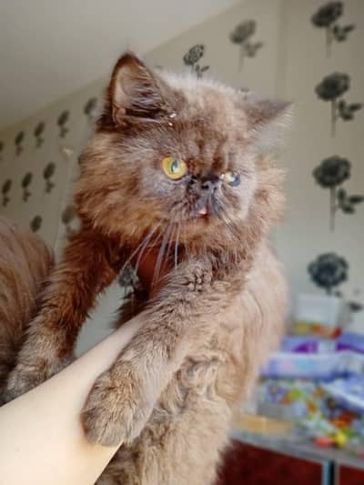 2 piki female cats for sale . 1 black female cat with 4 kitten for sale