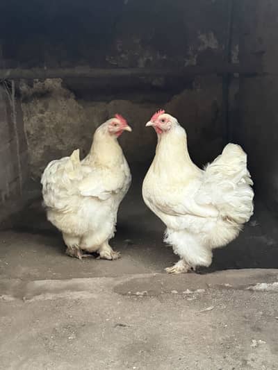 White heavy buff females