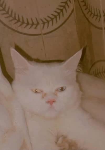 Persian cat Double eye