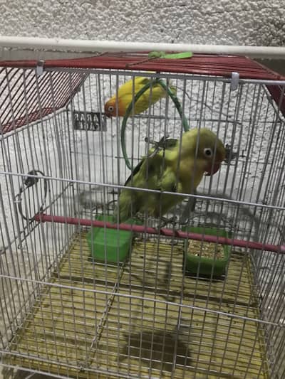 Lovebirds