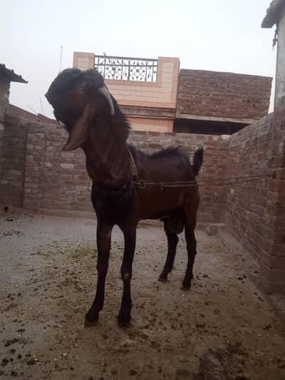 بریڈ ناگرا