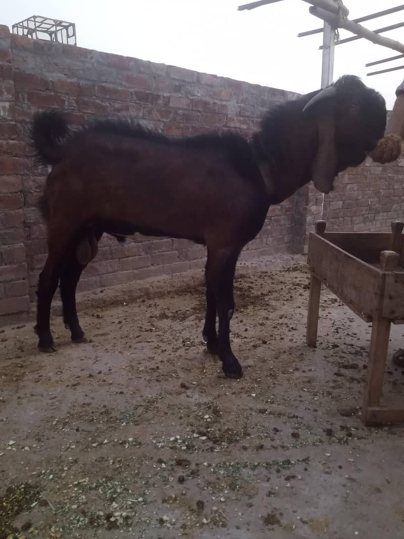 بریڈ ناگرا 1
