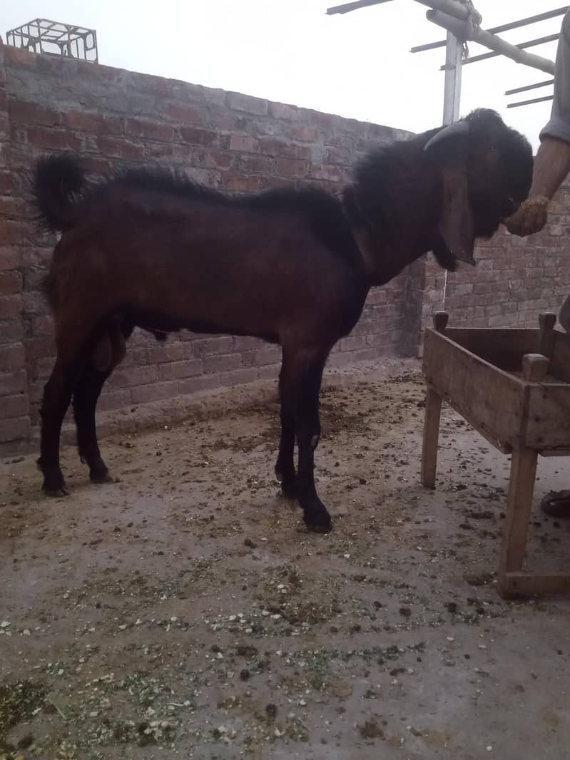 بریڈ ناگرا 2