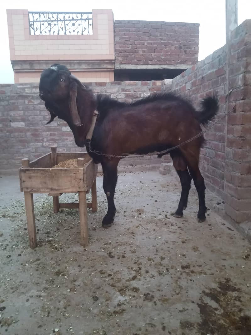 بریڈ ناگرا 3