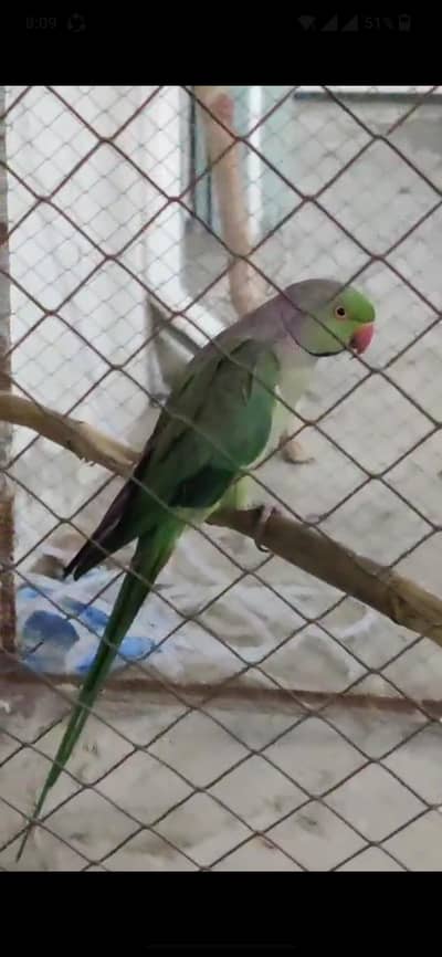 Ringnack breeder male for sale