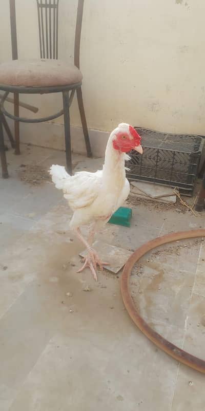 Paper White Heera Pair King Size
