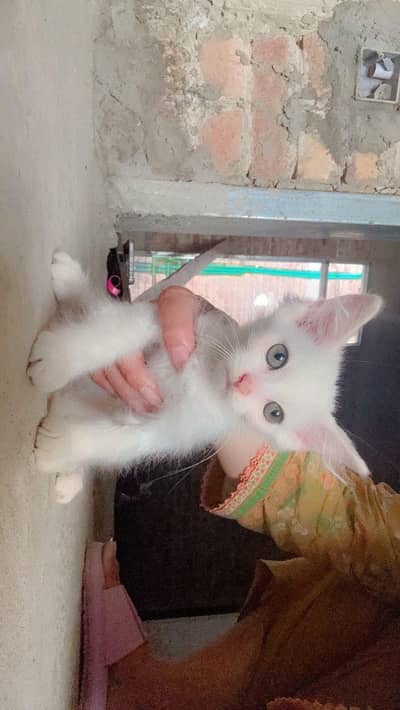 Persian cat blue eays
