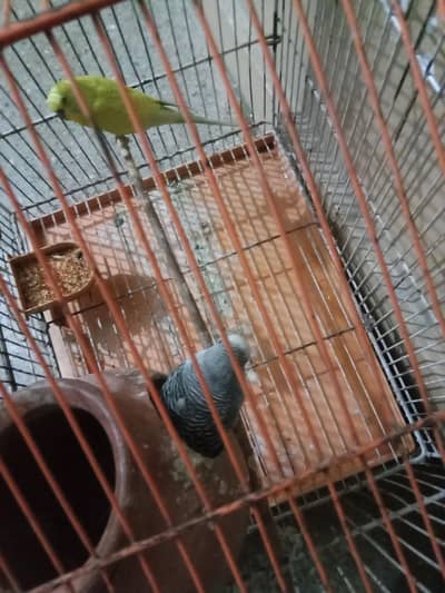 Australian parrot pair breeder