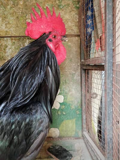 Black Australorp Rooster for Sale – Healthy & Active