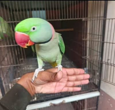 kashmiri raw parrot beautiful quality my WhatsApp 0325. . 7592. . 167