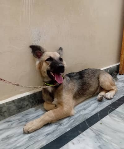 Female Belgium Shepherd 2 coat Free