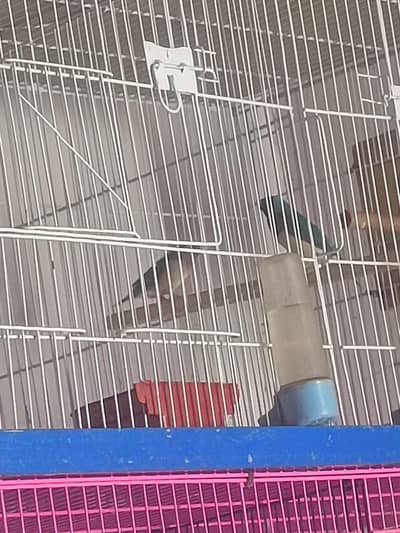 birds