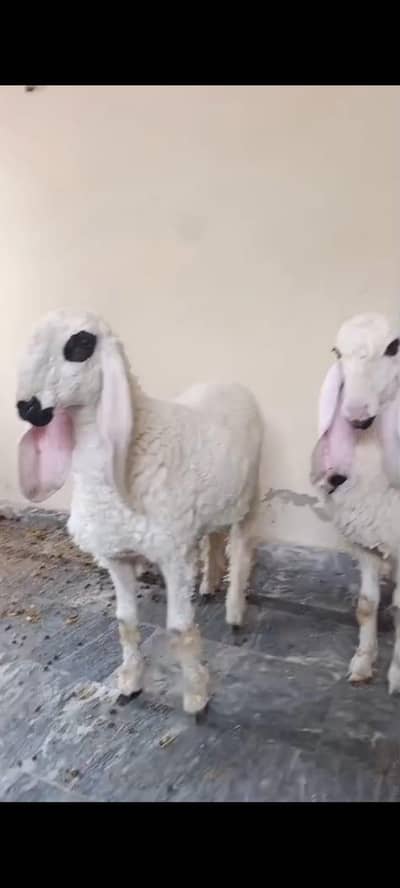 Sargodha Breed Kajlay Pair For Sale