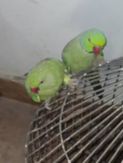 GREEN RINGNECK TALKING PAIR