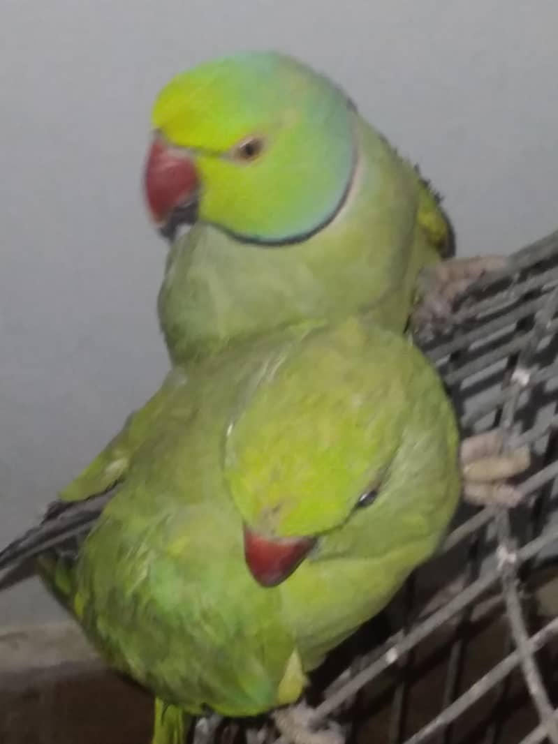 GREEN RINGNECK TALKING PAIR 1
