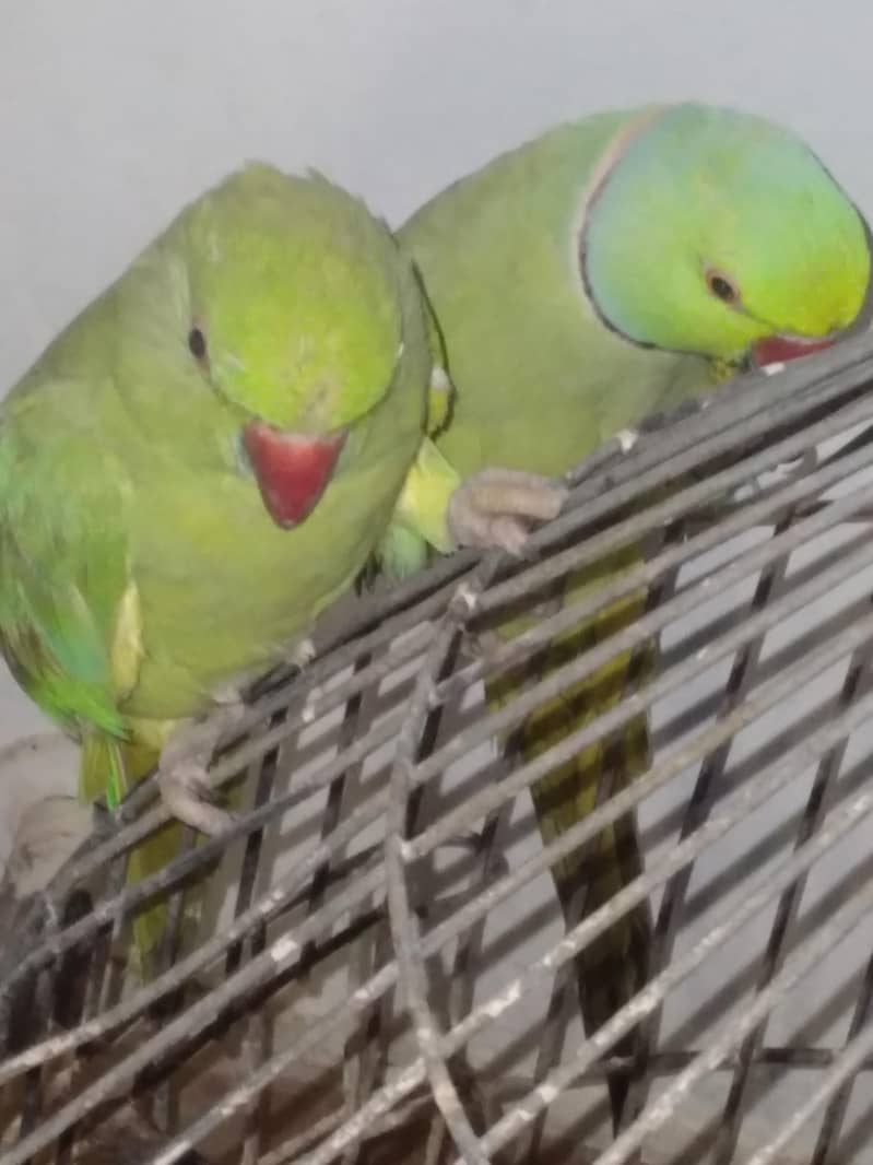 GREEN RINGNECK TALKING PAIR 2