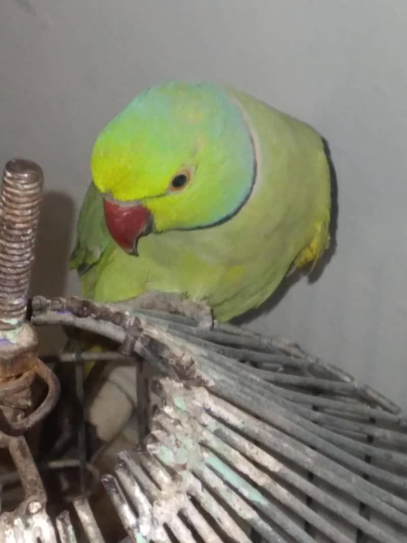 GREEN RINGNECK TALKING PAIR 3