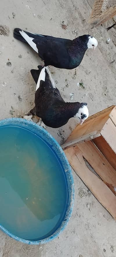 Mukhii breeder pair for sale