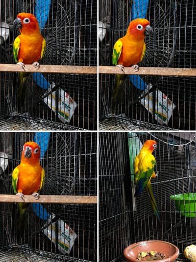 sun conure breeder males with dna