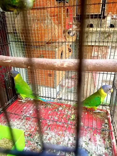 3  Plum Head Parrots Available | Healthy & Active Birds