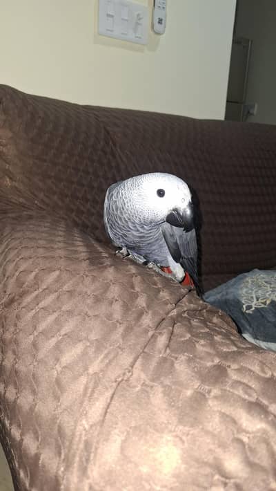 Hand-Tamed African Grey Chick (3 Months Old)