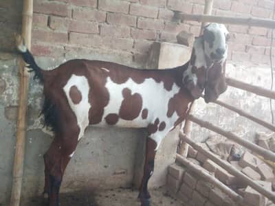 Pure Beetal Bakra | rajanpuri Bakri for sale | makki cheena goat |sale