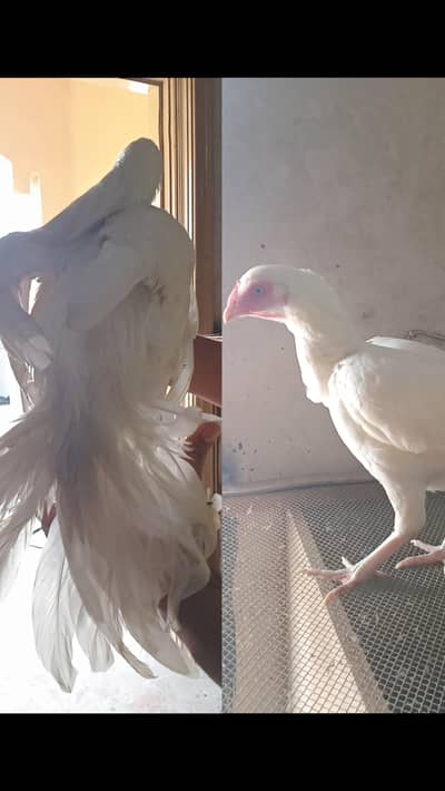 Paper White Heera Aseel Top Quality 0326/7678/540