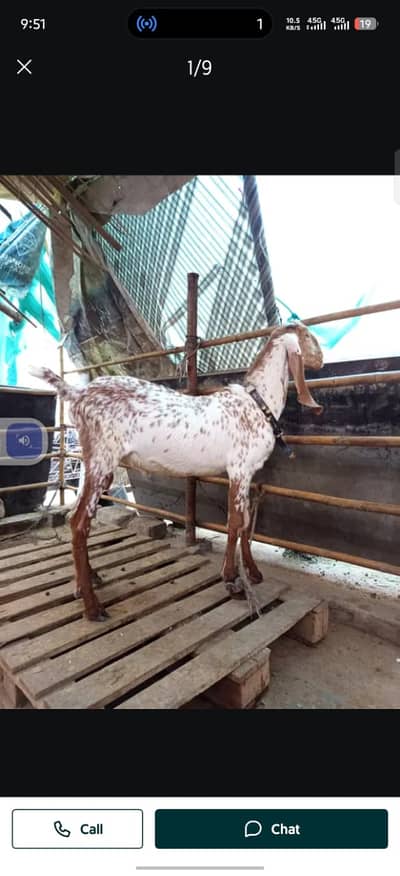 Pure makhi cheeni breeder male