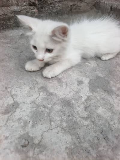 Kitten