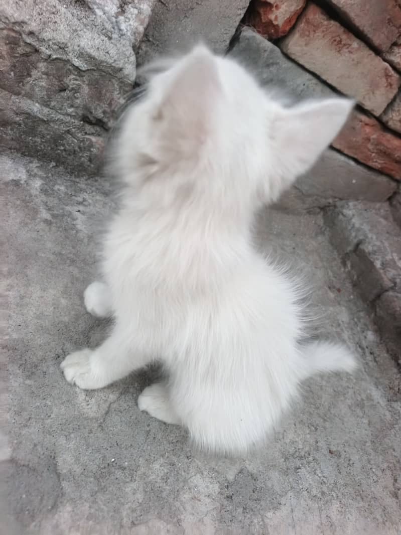 Kitten 1