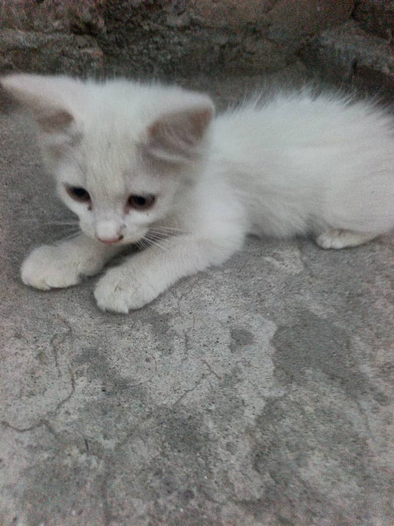 Kitten 2