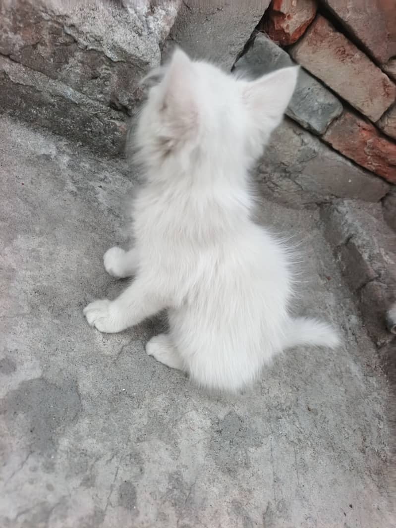 Kitten 3