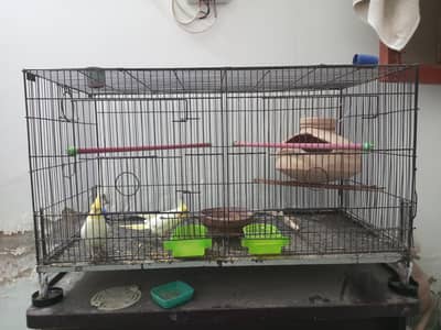 Cream Cocktail Breeder Pair Bird With Cage
