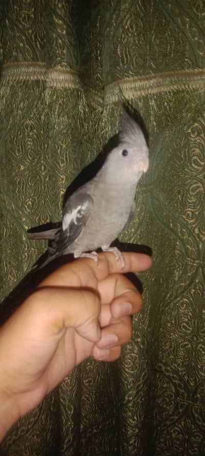 Cocktail hand tame  big size only serious buyer contact
