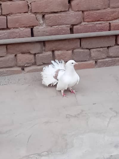Fantail/ Lakki