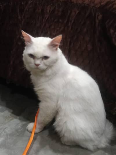 cat sale