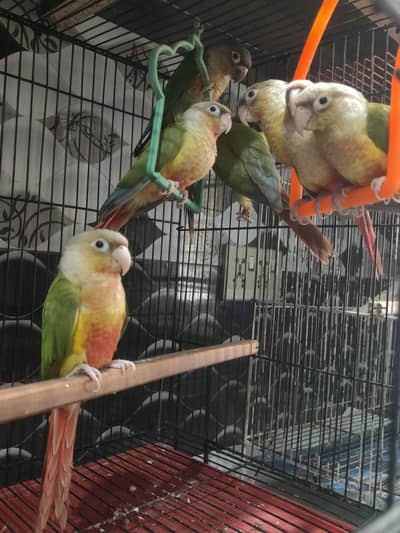Pineapple Conure Chicks Hand Tame DNA