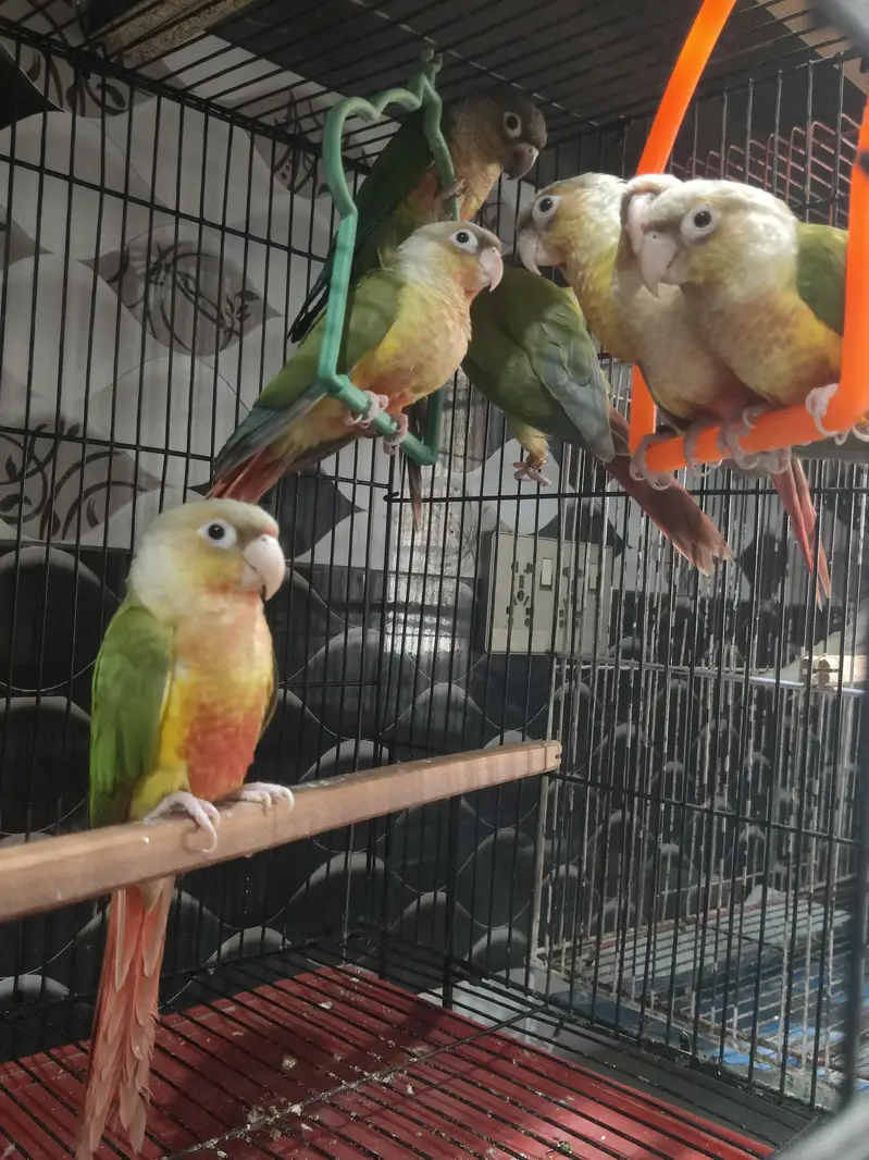 Pineapple Conure Chicks Hand Tame DNA