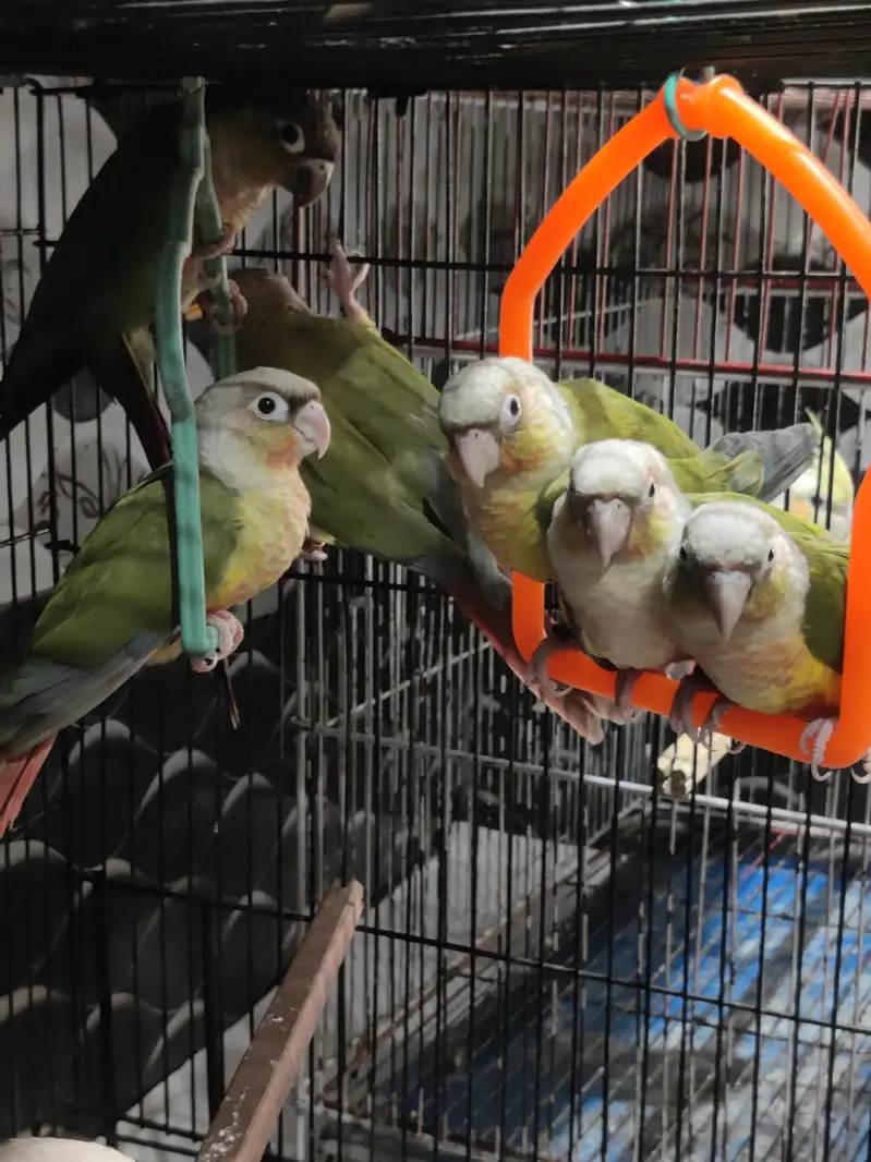 Pineapple Conure Chicks Hand Tame DNA — photo 2