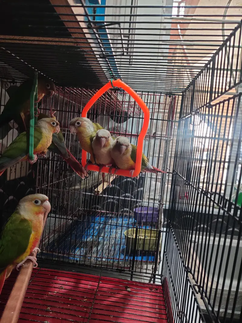 Pineapple Conure Chicks Hand Tame DNA — photo 3