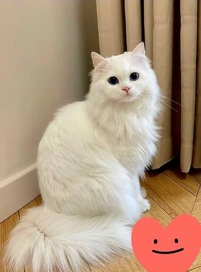 Himalayan cat for aale